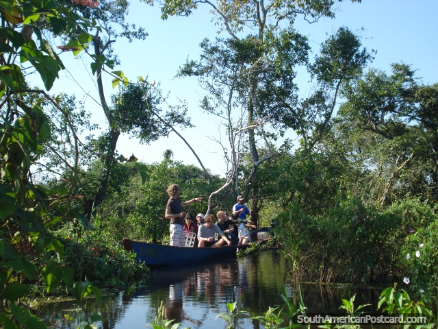 Um grupo pesca a piranha em pampas, para pegar o seu almoo. (640x480px). Bolvia, Amrica do Sul.