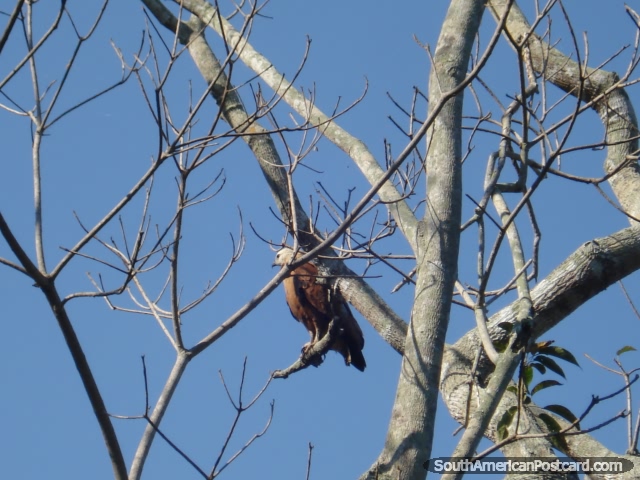 Falco Agarrado preto em Rurrenbaque pampas. (640x480px). Bolvia, Amrica do Sul.