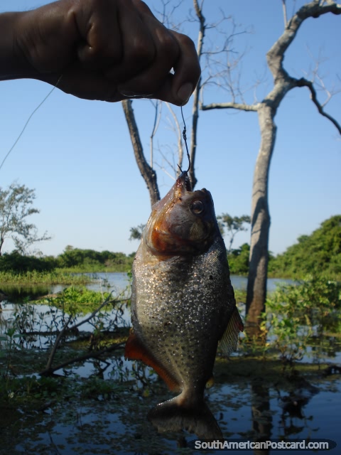 A piranha is hooked! In the pampas in Rurrenabaque. (480x640px). Bolivia, South America.