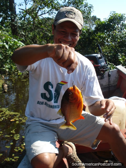 Our guide Luis and a freshly caught piranha in the pampas. (480x640px). Bolivia, South America.