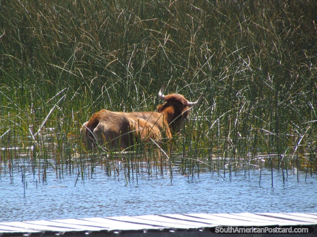 Uma vaca come as canas de grama na água do Lago Titicaca. (640x480px). Bolívia, América do Sul.