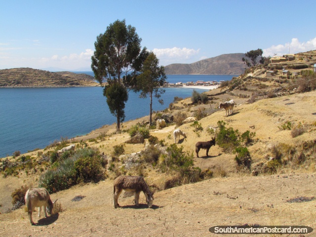 Donkeys on the hill of Isla del Sol at Lake Titicaca. (640x480px). Bolivia, South America.
