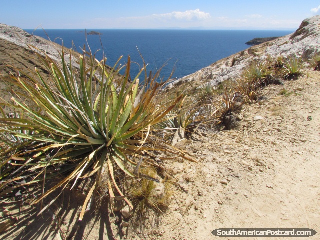 Desert plants on the hills of Isla del Sol, Lake Titicaca. (640x480px). Bolivia, South America.