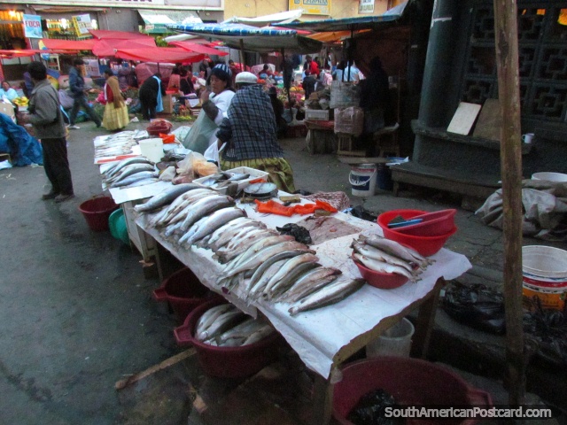 Fresh fish at Mercado Rodriguez in La Paz. (640x480px). Bolivia, South America.