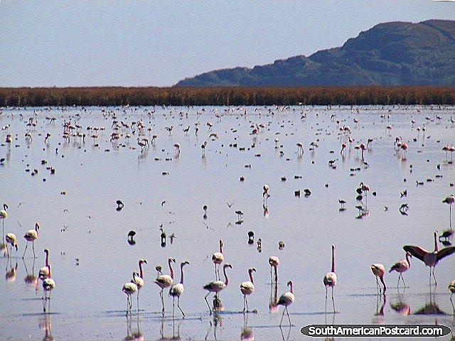 Os anos 1000 de flamingos nas áreas alagadas entre Oruro e Uyuni por trem. (640x480px). Bolívia, América do Sul.