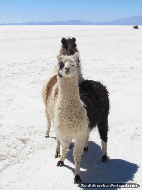 2 llamas, brown and white in the Salar de Uyuni. (480x640px). Bolivia, South America.