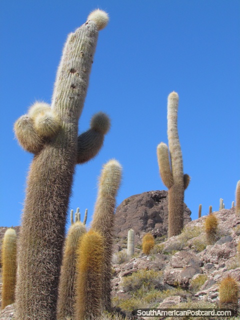 La montaña del cactus y piedras en Uyuni sala pisos. (480x640px). Bolivia, Sudamerica.