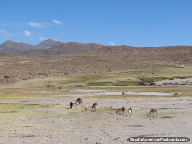 Llamas graze in a sparse grassy area beside the road to Potosi. (640x480px). Bolivia, South America.