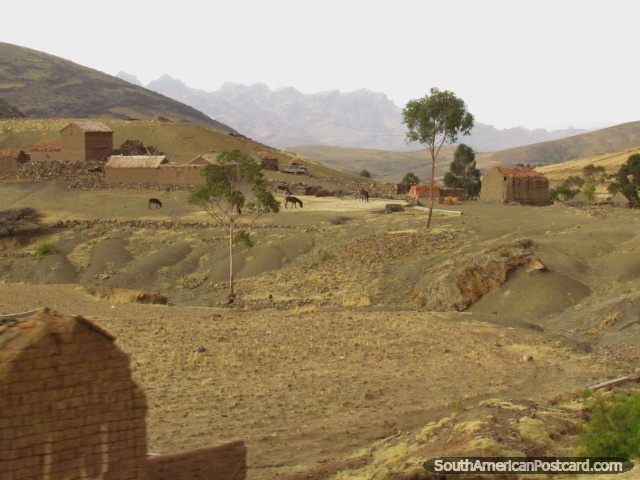 Burros por una granja entre Potosi y Sucre. (640x480px). Bolivia, Sudamerica.