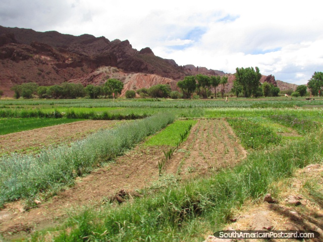 La agricultura de la tierra en los paisajes rocosos de Tupiza. (640x480px). Bolivia, Sudamerica.