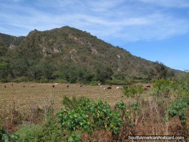 Vacas en un prado al lado de una colina al norte del Río Parapeti al sur/este de Santa Cruz. (640x480px). Bolivia, Sudamerica.