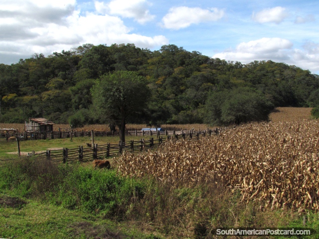 Fazenda, colheitas, cercas e colinas ao sul de Santa Cruz. (640x480px). Bolívia, América do Sul.