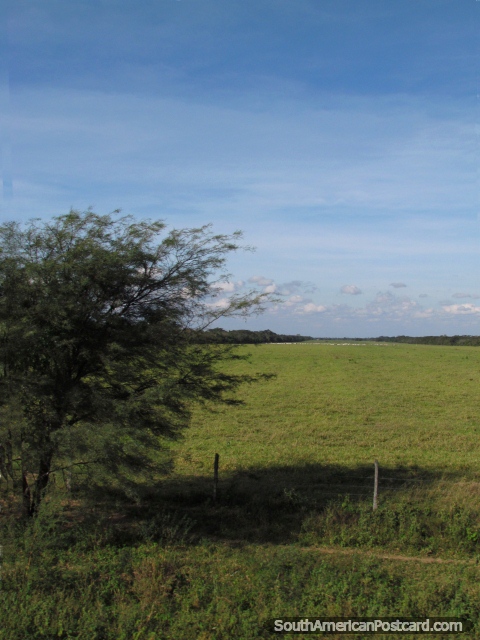 Vista de un campo verde hermoso grande al sur de Santa Cruz. (480x640px). Bolivia, Sudamerica.