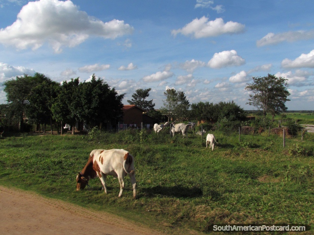 Vacas em uma propriedade de fazenda ao sul de Santa Cruz. (640x480px). Bolívia, América do Sul.