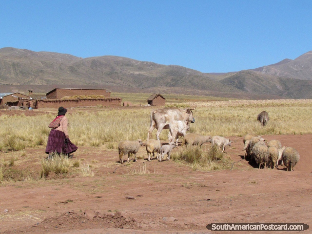 Uma mulher de campons com as suas ovelhas e vacas, entre La Paz e Desaguadero. (640x480px). Bolvia, Amrica do Sul.