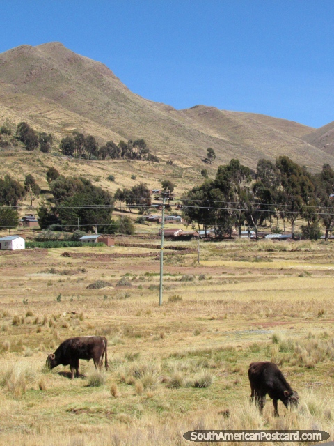 Par de vacas en un campo debajo de las colinas entre Guaqui y Desaguadero. (480x640px). Bolivia, Sudamerica.