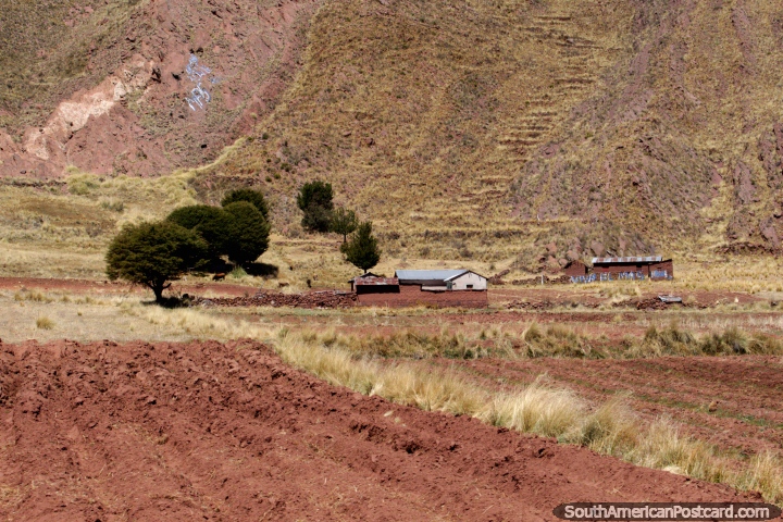 Casas en el campo entre Desagaudero y Guaqui. (720x480px). Bolivia, Sudamerica.