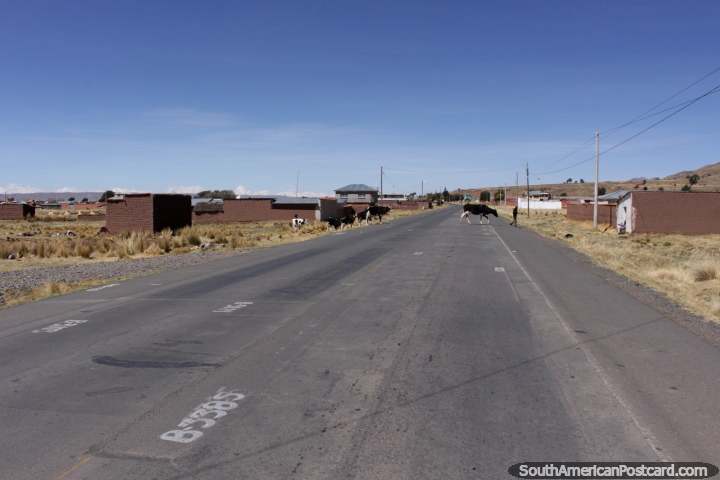 A group of cows cross the road in Guaqui, between Desaguadero and Tiwanaku. (720x480px). Bolivia, South America.