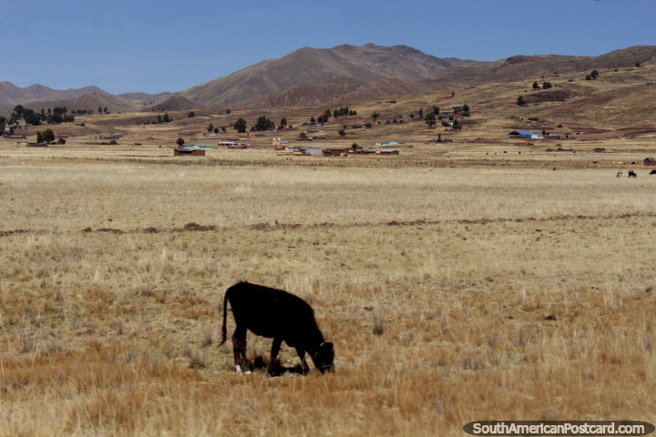 Uma vaca come a grama, um belo fundo est atrs dele, perto de Tiwanaku. (720x480px). Bolvia, Amrica do Sul.