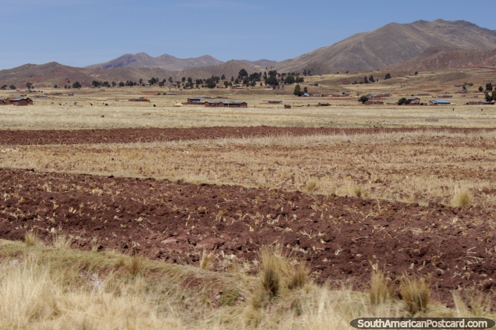 Pastos y colinas en el hermoso campo cerca de Tiahuanaco. (720x480px). Bolivia, Sudamerica.