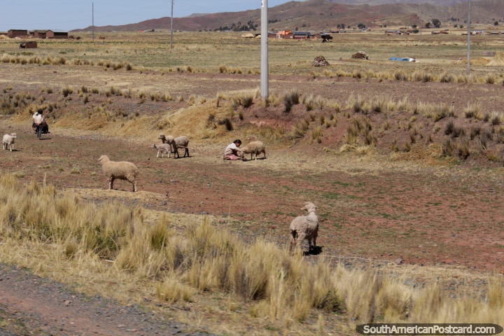 As crianas tendem as suas ovelhas na zona rural perto de Tiwanaku. (720x480px). Bolvia, Amrica do Sul.
