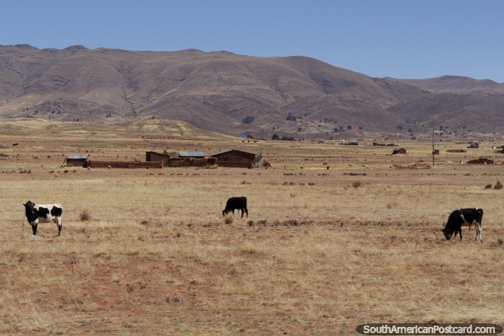 Vacas, casas de adobe y las colinas alrededor de Tiahuanaco. (720x480px). Bolivia, Sudamerica.