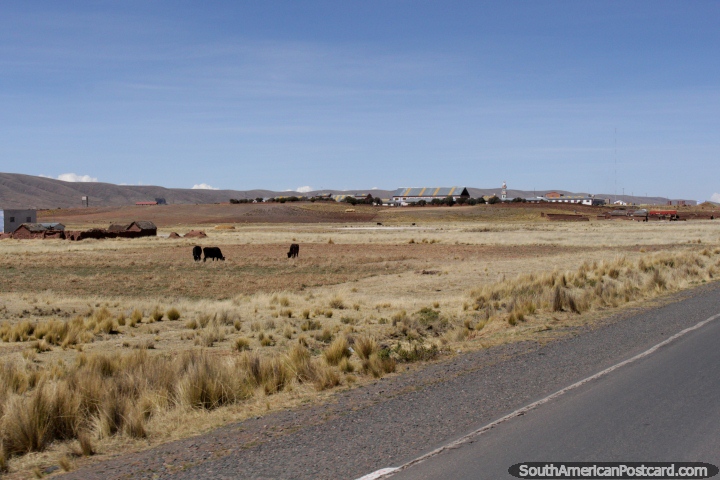 Arriving in Tiwanaku from Desaguadero, it takes 25mins (40kms). (720x480px). Bolivia, South America.