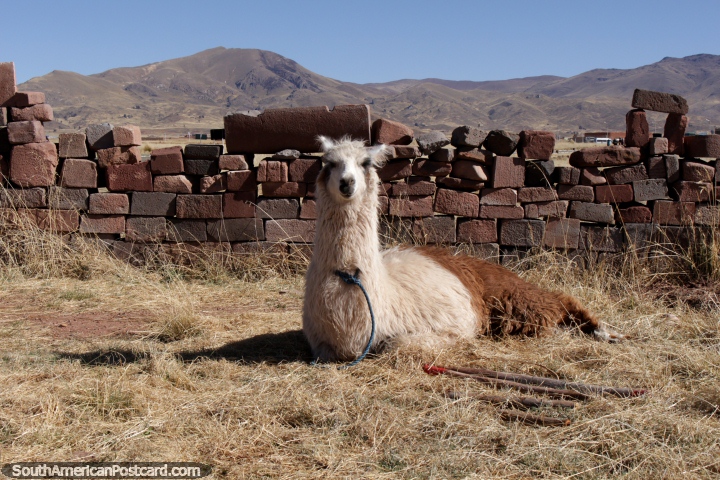 Una alpaca blanca y marrn disfrutando de su da en Tiahuanaco. (720x480px). Bolivia, Sudamerica.