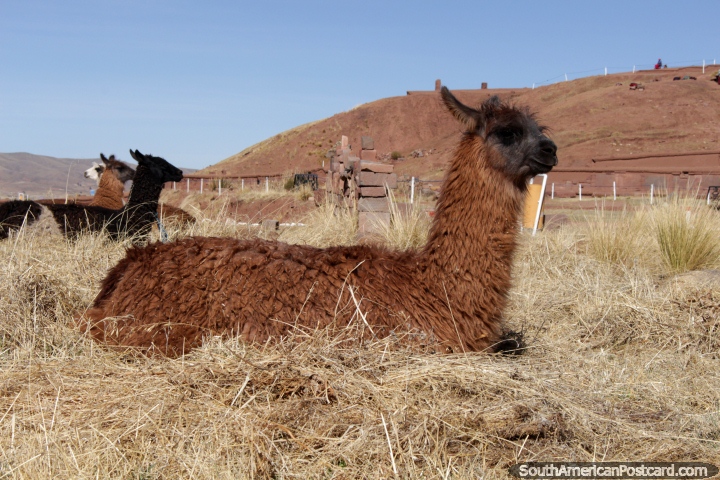 A brown alpaca and his friends sitting in hay at Tiwanaku. (720x480px). Bolivia, South America.