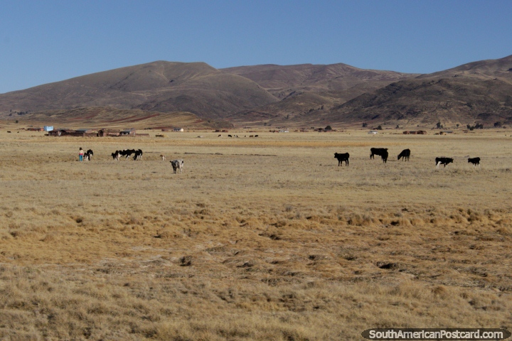 Tierras de cultivo y animales entre Tiahuanaco y La Paz. (720x480px). Bolivia, Sudamerica.
