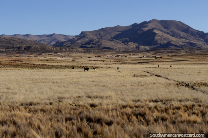 Mountains and pastures on the road between Tiwanaku and La Paz. (720x480px). Bolivia, South America.