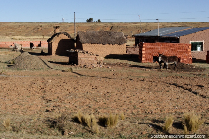 Casas de adobe con animales fuera entre Tiahuanaco y La Paz. (720x480px). Bolivia, Sudamerica.