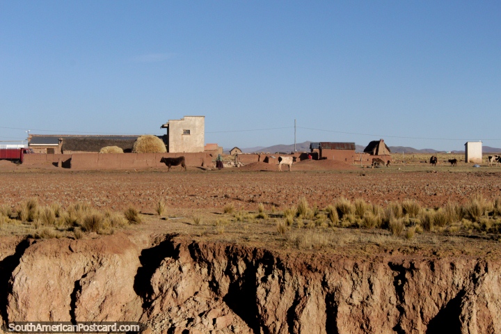 Vacas, pacas de heno y casas de tierra entre Tiahuanaco y La Paz. (720x480px). Bolivia, Sudamerica.