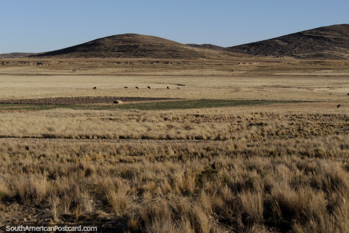 Rough and harsh terrain, but productive, between Tiwanaku and La Paz. (720x480px). Bolivia, South America.