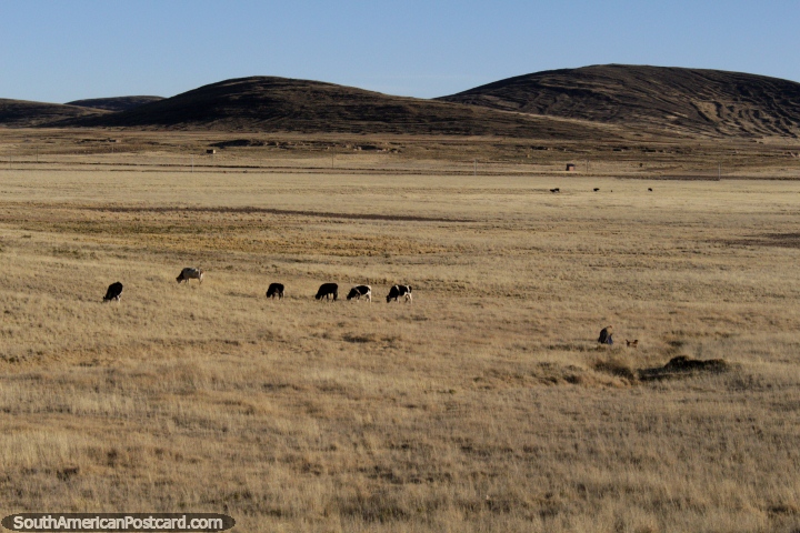 Las vacas pastan en el terreno a veces spera entre Tiahuanaco y La Paz. (720x480px). Bolivia, Sudamerica.