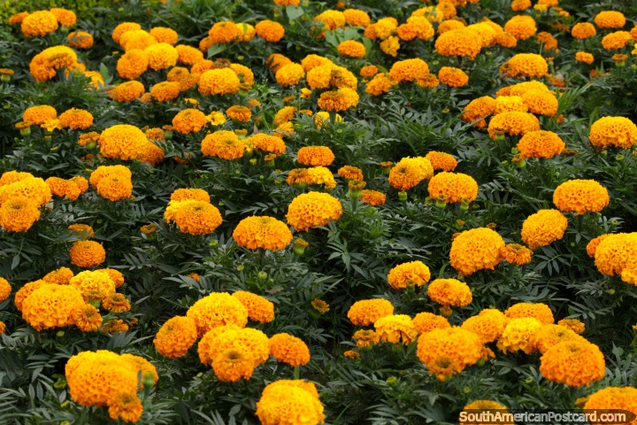 Um jardim de flores cor-de-laranja esponjosas no parque em Cochabamba central. (720x480px). Bolvia, Amrica do Sul.
