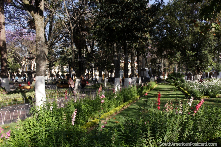 Jardines y árboles en la plaza central de Cochabamba - Plaza 14 de Septiembre. (720x480px). Bolivia, Sudamerica.