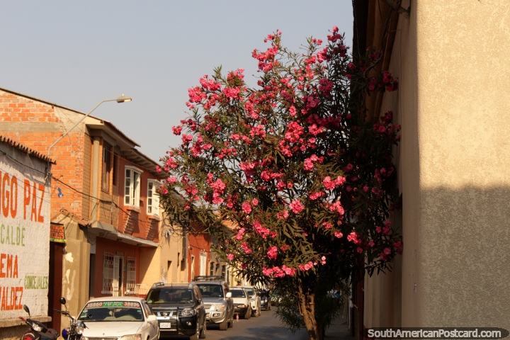 Bright pink flowers on a tree in a street of houses in Tarija. (720x480px). Bolivia, South America.