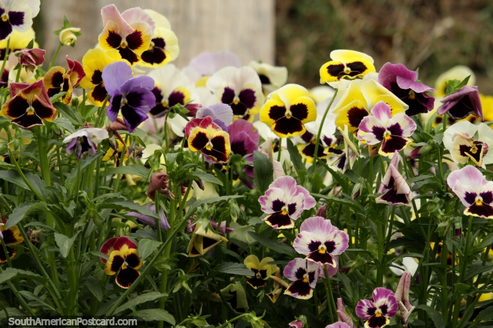 Flores amarillas y púrpuras en el Parque de las Flores en Tarija. (720x480px). Bolivia, Sudamerica.