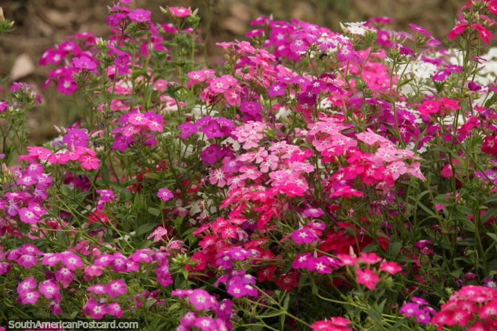 Flores rosadas y prpuras en el Parque de las Flores en Tarija. (720x480px). Bolivia, Sudamerica.
