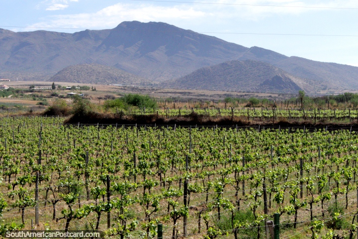 Os vinhedos em volta de Tarija visto enquanto no vinho puxam viagens. (720x480px). Bolvia, Amrica do Sul.