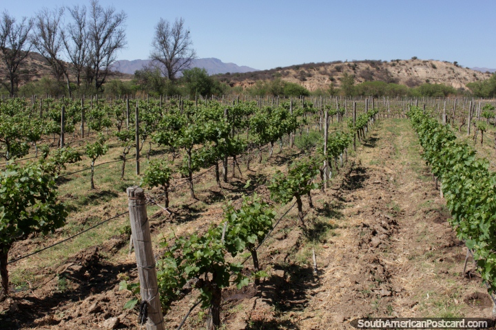 Young vines growing at Kohlberg Vineyard in Tarija. (720x480px). Bolivia, South America.