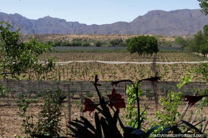 Vineyards and mountains, a view from La Casa Vieja near Tarija. (720x480px). Bolivia, South America.