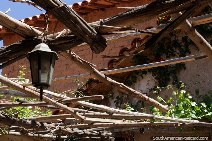 Videiras e uma lanterna em La Casa Vieja perto de Tarija. (720x480px). Bolvia, Amrica do Sul.