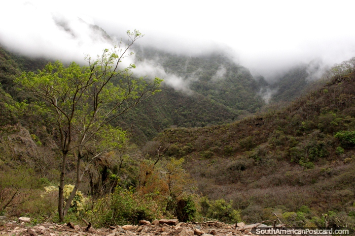 Valle verde y las colinas de la Reserva Natural de Alarachi, al norte de Bermejo. (720x480px). Bolivia, Sudamerica.