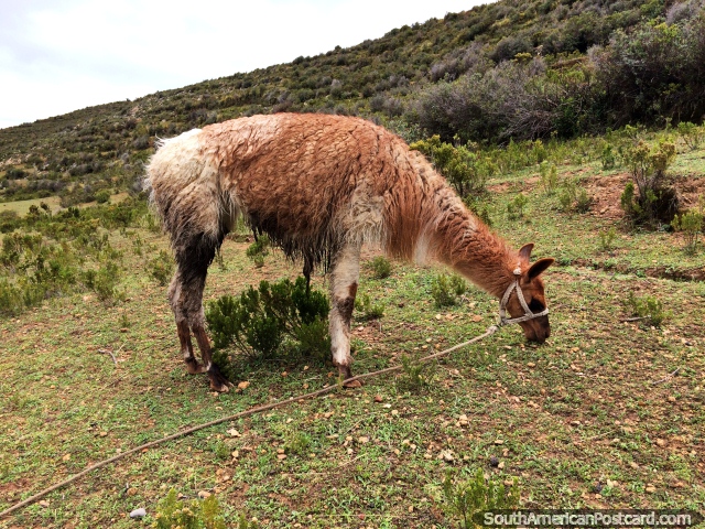 Llama eats grass on the banks of the Island of the Sun in Copacabana. (640x480px). Bolivia, South America.