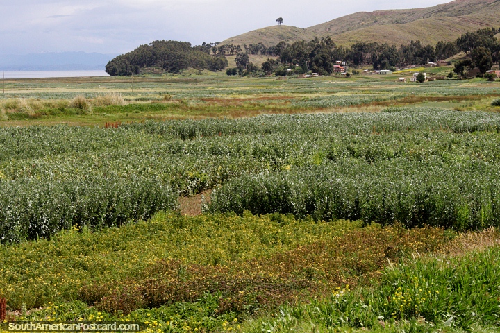 Ver muitos campos de coca em volta do Lago Titicaca entre Copacabana e La Paz. (720x480px). Bolvia, Amrica do Sul.