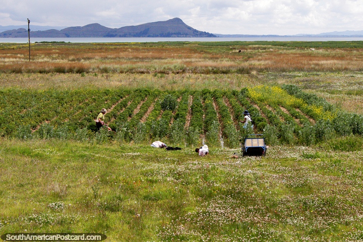 Las personas trabajan con sus cultivos de coca y otras plantas junto al Lago Titicaca. (720x480px). Bolivia, Sudamerica.