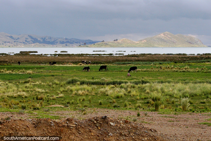 Un hombre vigila a sus vacas que pastan junto al Lago Titicaca. (720x480px). Bolivia, Sudamerica.