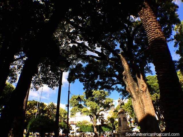 Altas árvores sombreadas em Praça pública 25 de maio em Sucre, bela praça pública. (640x480px). Bolívia, América do Sul.